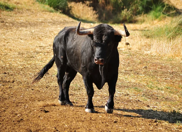 Taureau Noir Espagne — Photo
