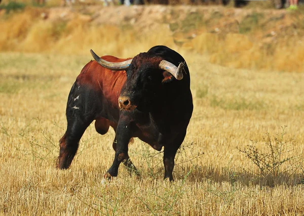 Toro Negro España — Foto de Stock