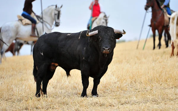 スペインで実行している雄牛 — ストック写真