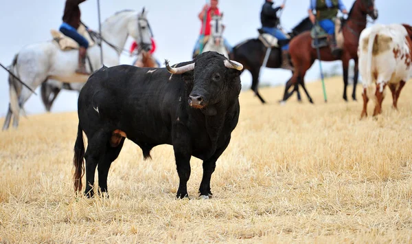 Touro Correndo Espanha — Fotografia de Stock