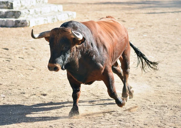 Touro Correndo Espanha — Fotografia de Stock