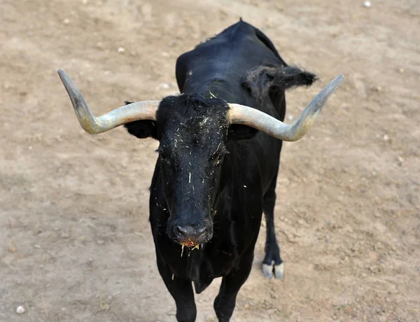 Bull Hiszpanii — Zdjęcie stockowe