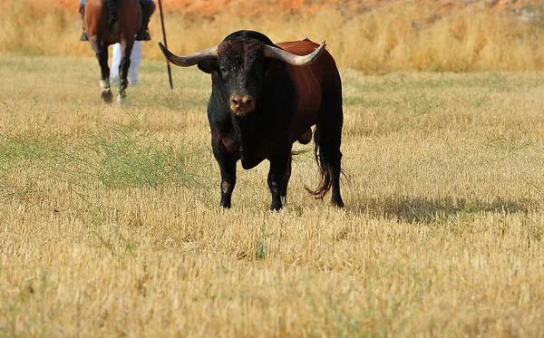 Bull Running Spain — Stock Photo, Image