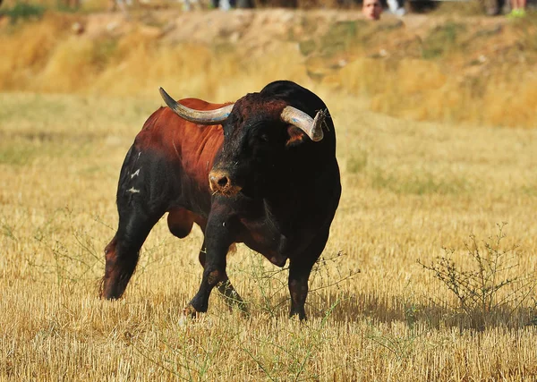 Toro España Con Cuernos Grandes —  Fotos de Stock