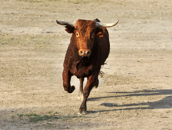 Toro Spagna Con Grandi Corna — Foto Stock