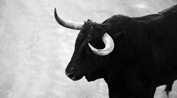 Touro Espanha Com Chifres Grandes — Fotografia de Stock