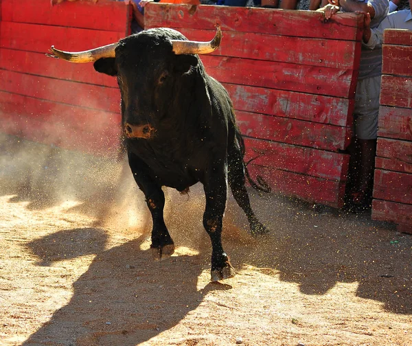 Ταύρο Στην Ισπανία Μεγάλα Κέρατα — Φωτογραφία Αρχείου