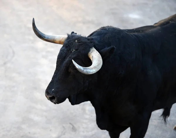 Banteng Dalam Spain Dengan Tanduk Besar — Stok Foto