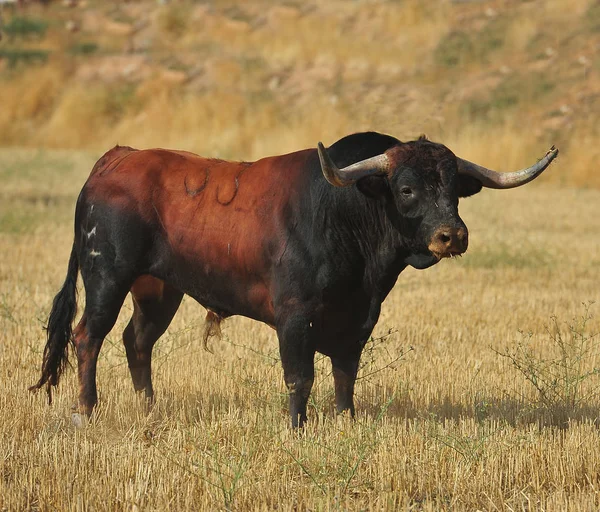 Tjuren Spanien Med Stora Horn — Stockfoto