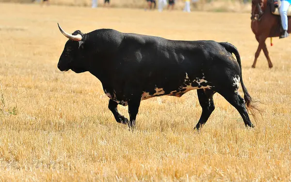 Toro España Con Cuernos Grandes —  Fotos de Stock