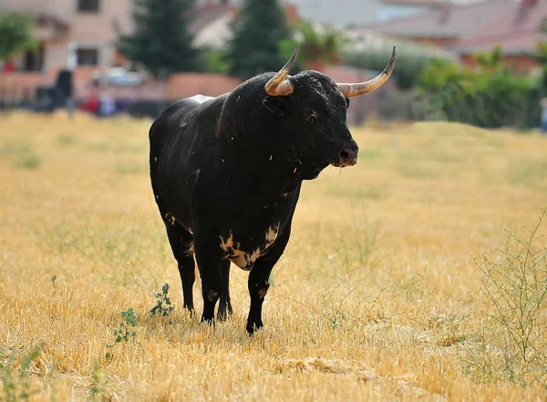 Toro España Con Cuernos Grandes —  Fotos de Stock