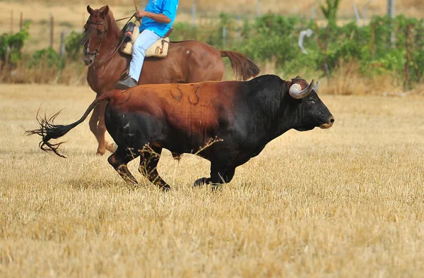 Tjuren Spanien Med Stora Horn — Stockfoto