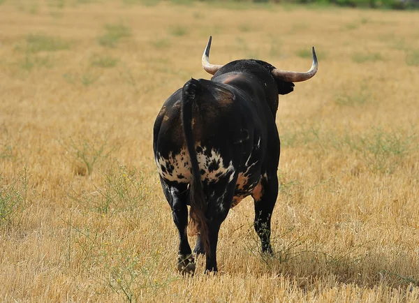 Taureau Espagne Avec Grandes Cornes — Photo