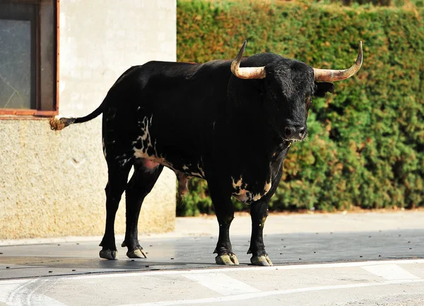 Tjuren Spanien Med Stora Horn — Stockfoto