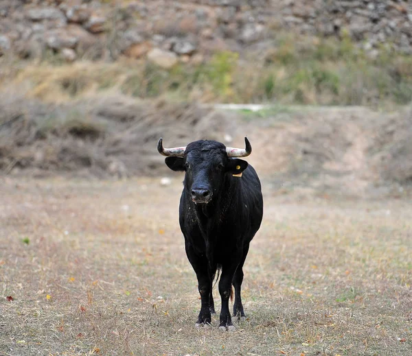 公牛在西班牙运行 — 图库照片