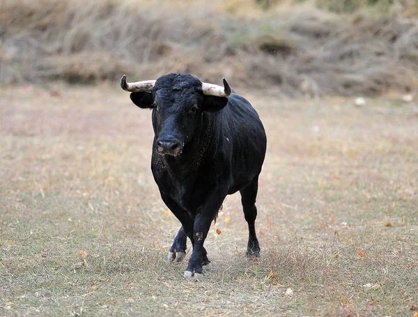 Bulle Läuft Spanien — Stockfoto