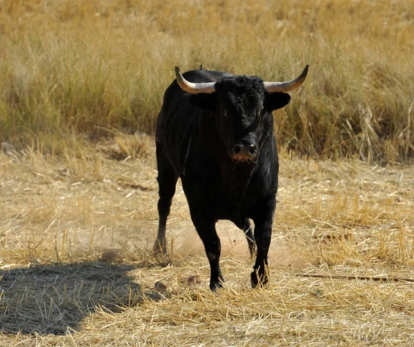 Toro Tradizionale Spagna — Foto Stock