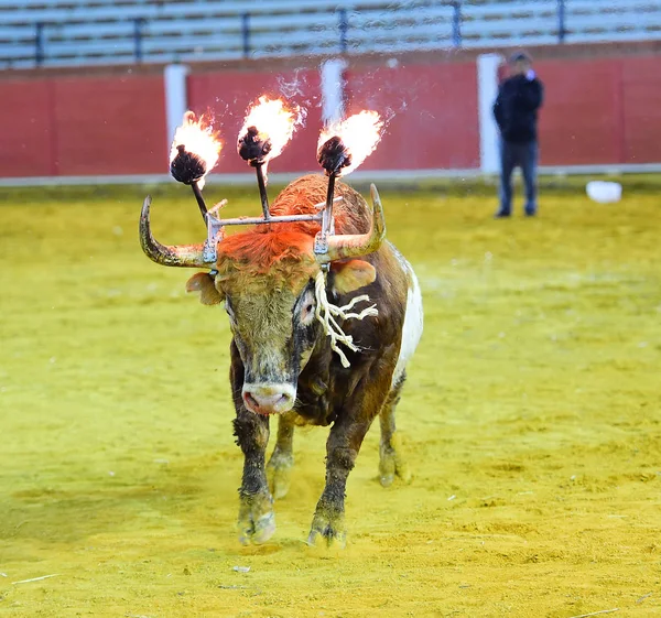 Bull Traditionell Spanien — Stockfoto