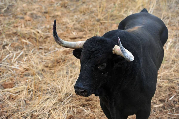 Bull Traditonal Spain — Stock Photo, Image
