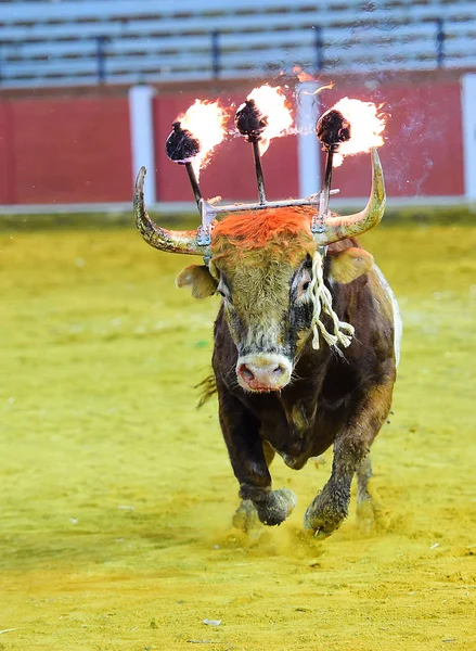 Bull Traditionell Spanien — Stockfoto