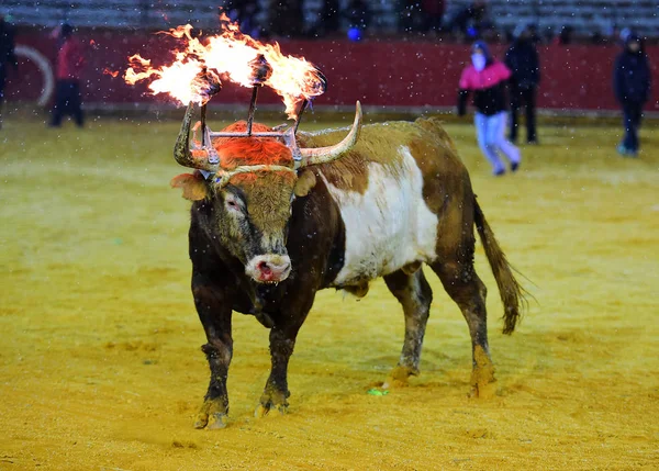 Toro Tradizionale Spagna — Foto Stock