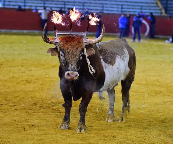 Bull Traditionell Spanien — Stockfoto