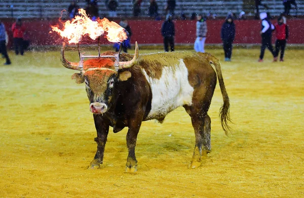 Touro Traditonal Espanha — Fotografia de Stock