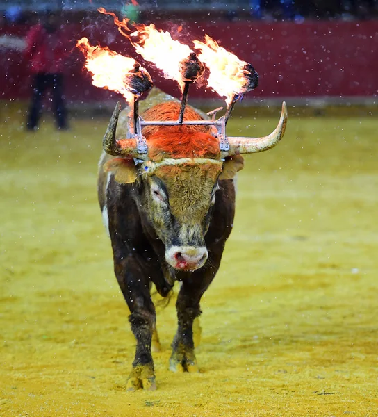 Bull Tradičními Španělsku — Stock fotografie