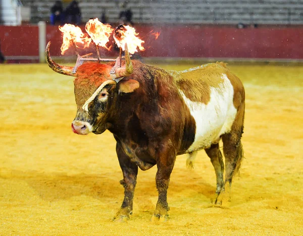 在西班牙的公牛传统 — 图库照片