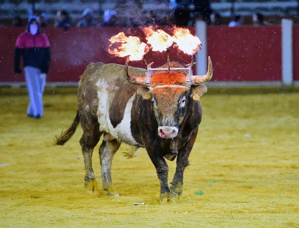 スペインの黒牛 — ストック写真