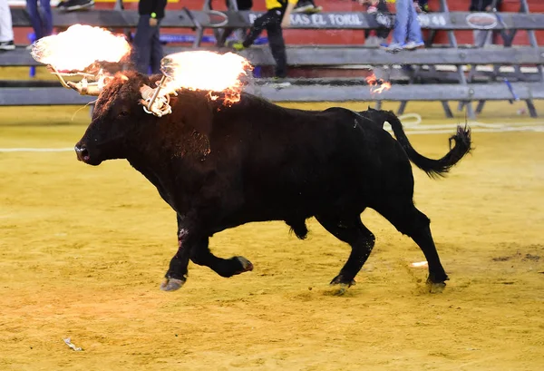 Touro Preto Espanha — Fotografia de Stock