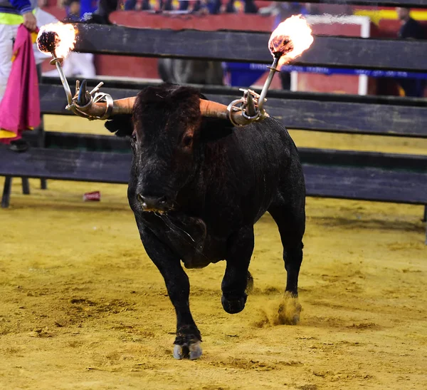 Touro Preto Espanha — Fotografia de Stock