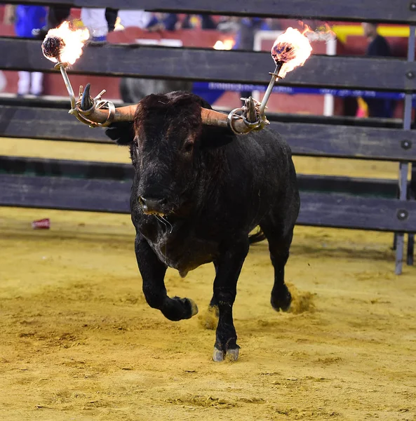 Toro Negro España —  Fotos de Stock