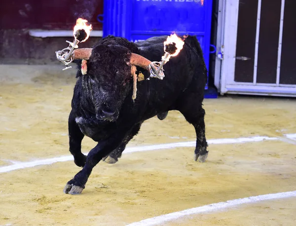 Touro Preto Espanha — Fotografia de Stock