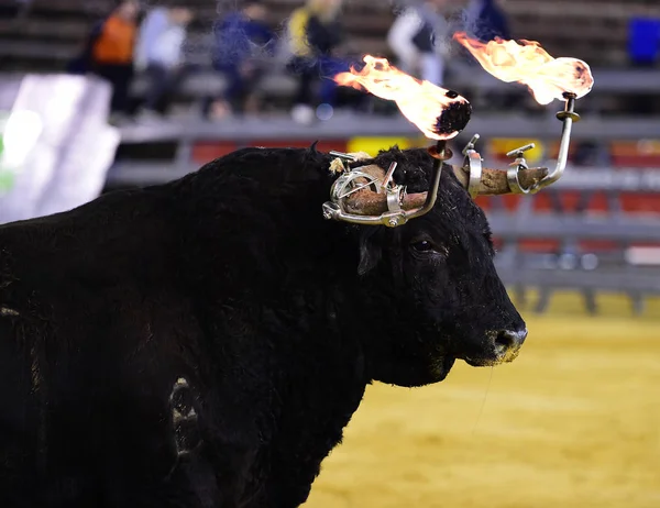 Toro Negro España — Foto de Stock