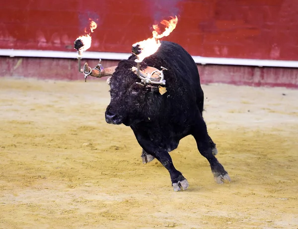 Чорна Бичка Іспанії — стокове фото