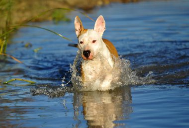 İspanya güzel köpek
