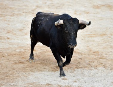 bullring İspanyol boğa
