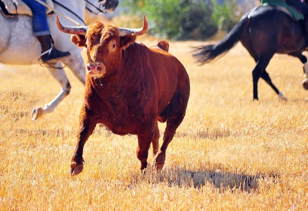 Spanish Bull Bullring — Stock Photo, Image