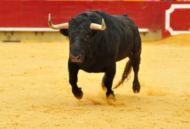 bullring İspanyol boğa