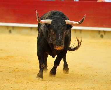 bullring İspanyol boğa