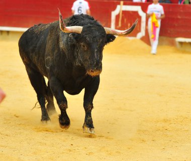 İspanya'ile büyük boynuzları boğa