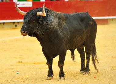 İspanya'ile büyük boynuzları boğa