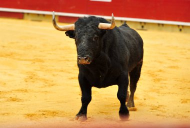 bullring İspanyol boğa