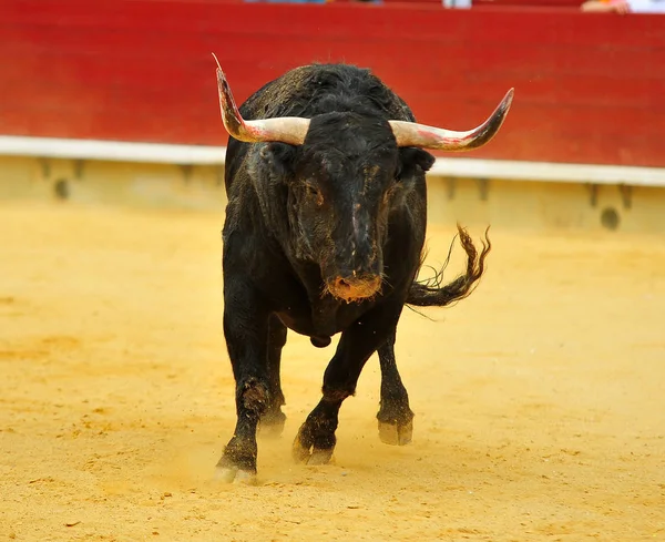 Spanyol Bika Bikaviadal Aréna — Stock Fotó