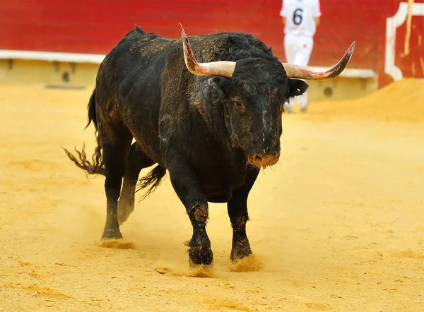 Taureau Espagne Avec Grandes Cornes — Photo