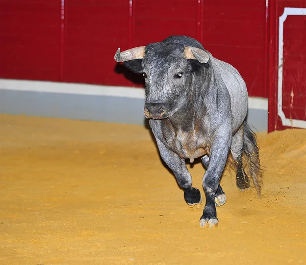 Bull Španělsku Velkými Rohy — Stock fotografie