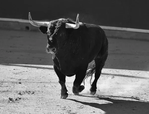 Bullring Spanyol Boğa — Stok fotoğraf