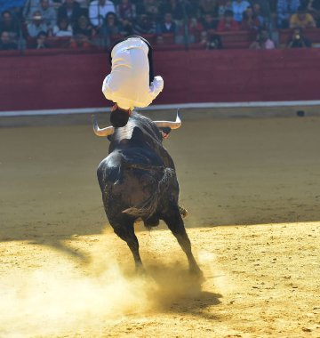 bullring İspanyol boğa