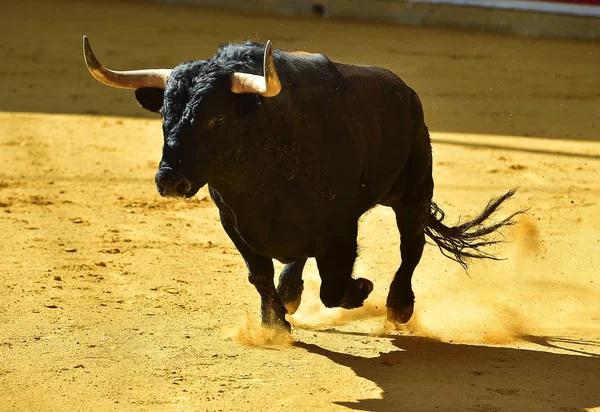 Touro Espanhol Tournée — Fotografia de Stock